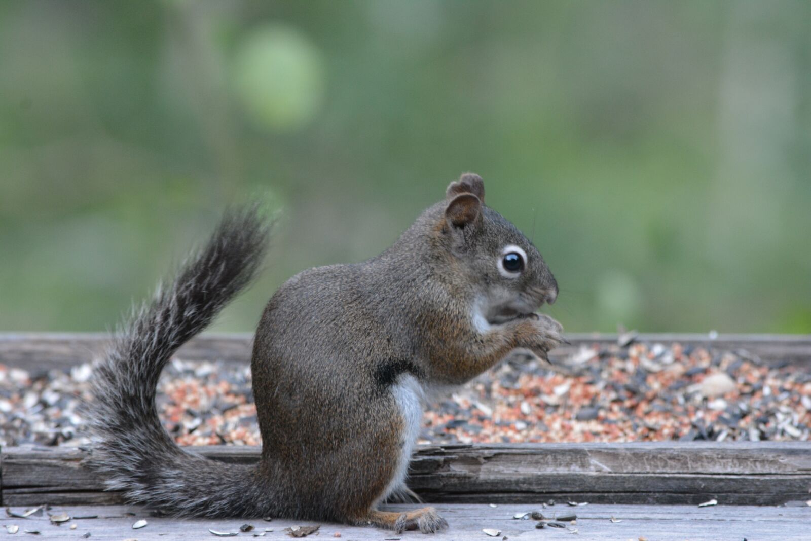 Nikon D5200 sample photo. Squirrel, nature, cute photography