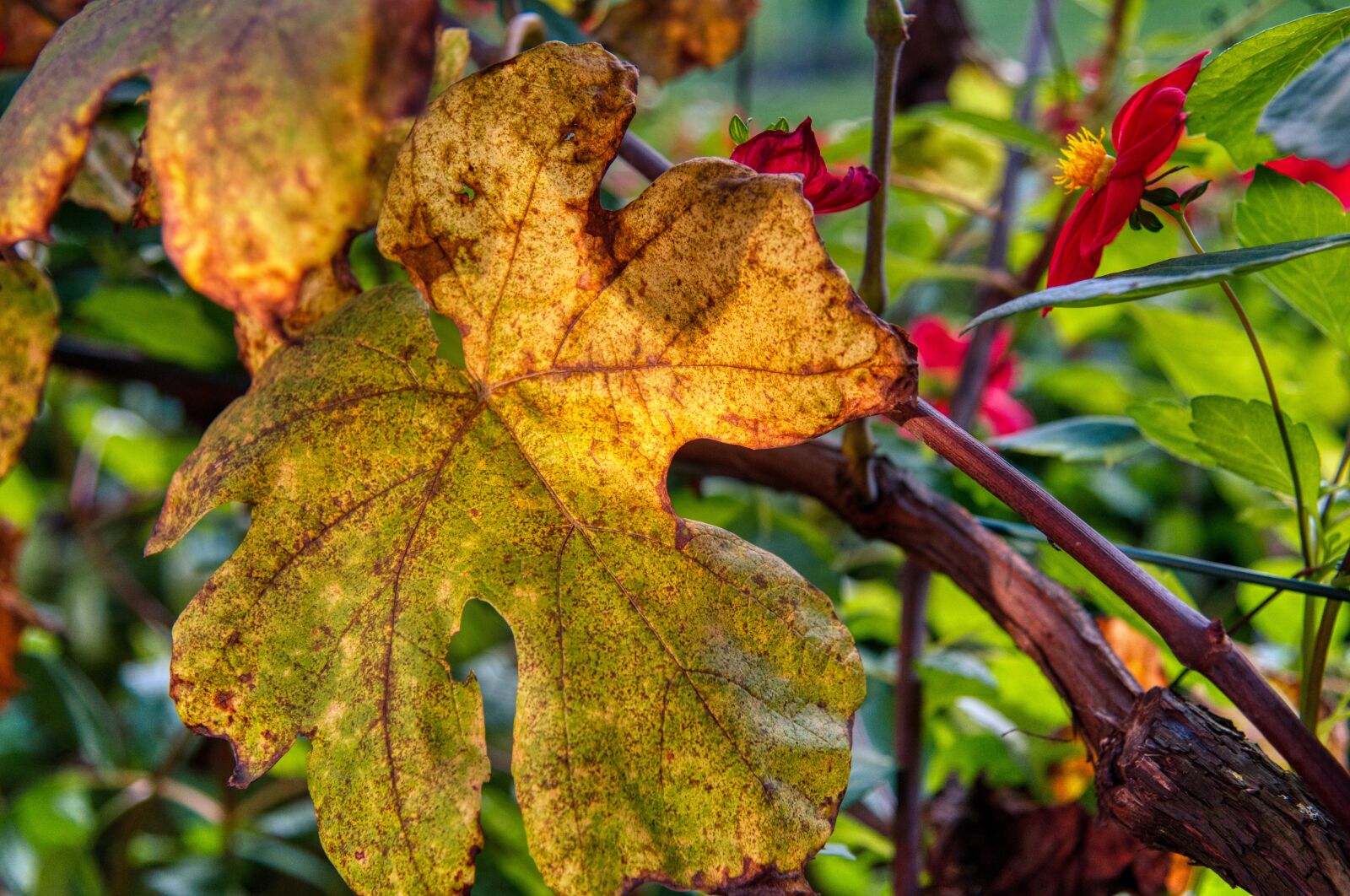 Nikon D750 sample photo. Wine leaf, vine, fall photography