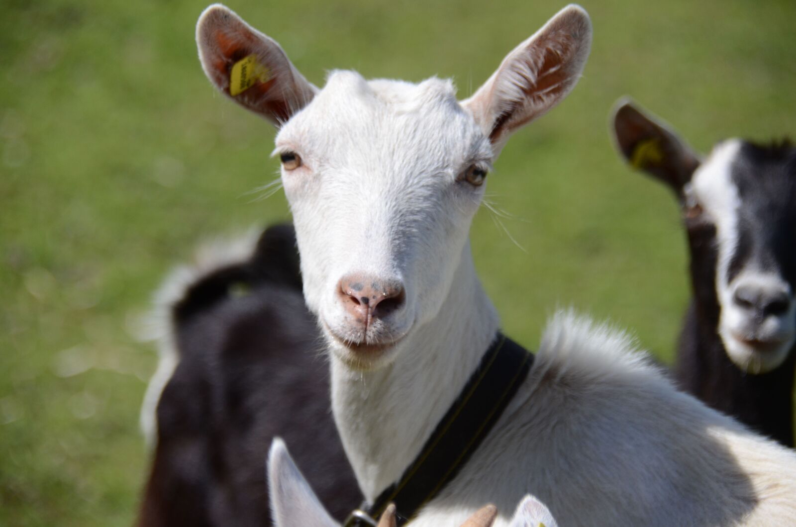 Nikon D7000 sample photo. Goats, graubünden, animals photography