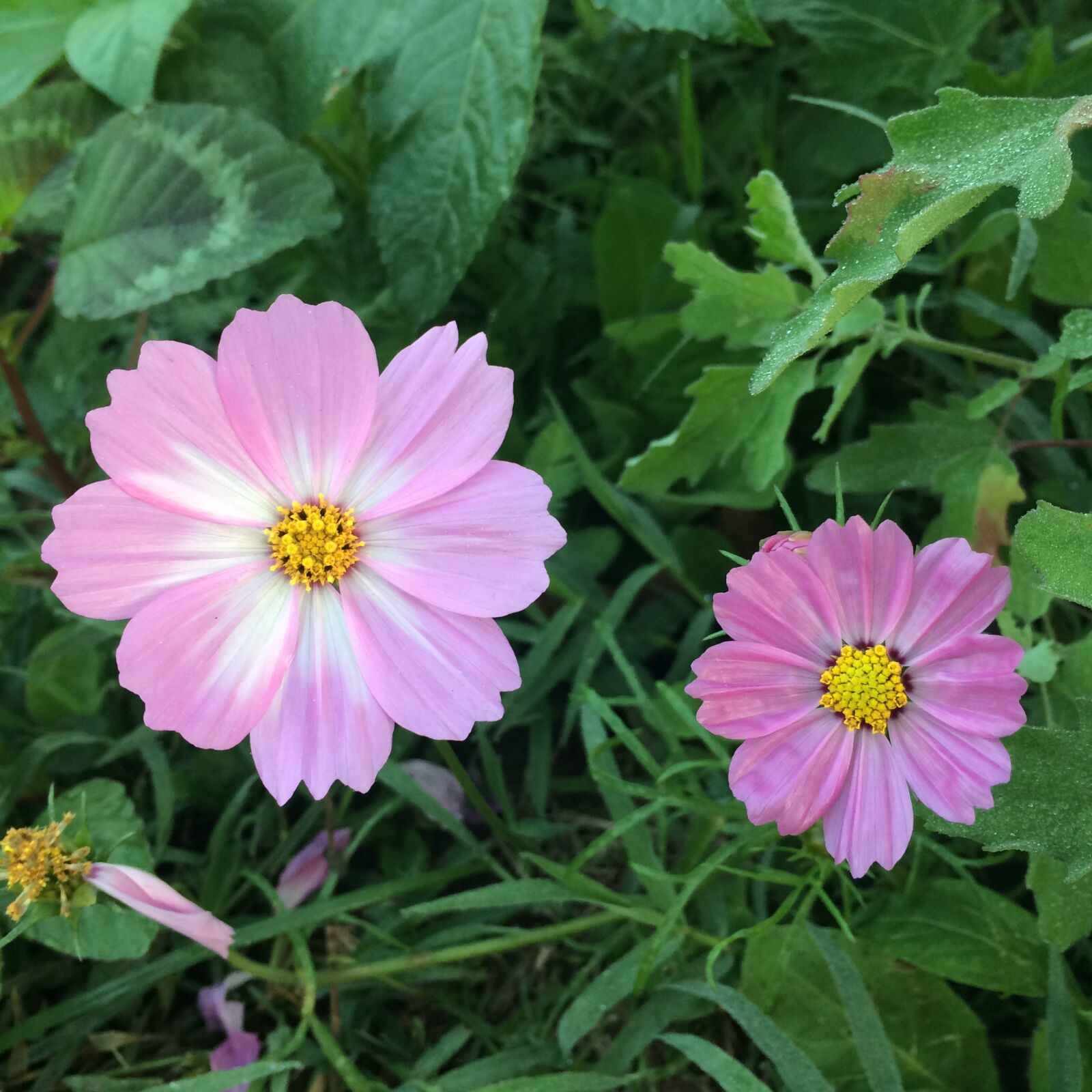 iPhone 5s back camera 4.15mm f/2.2 sample photo. Nature, flower, flora photography