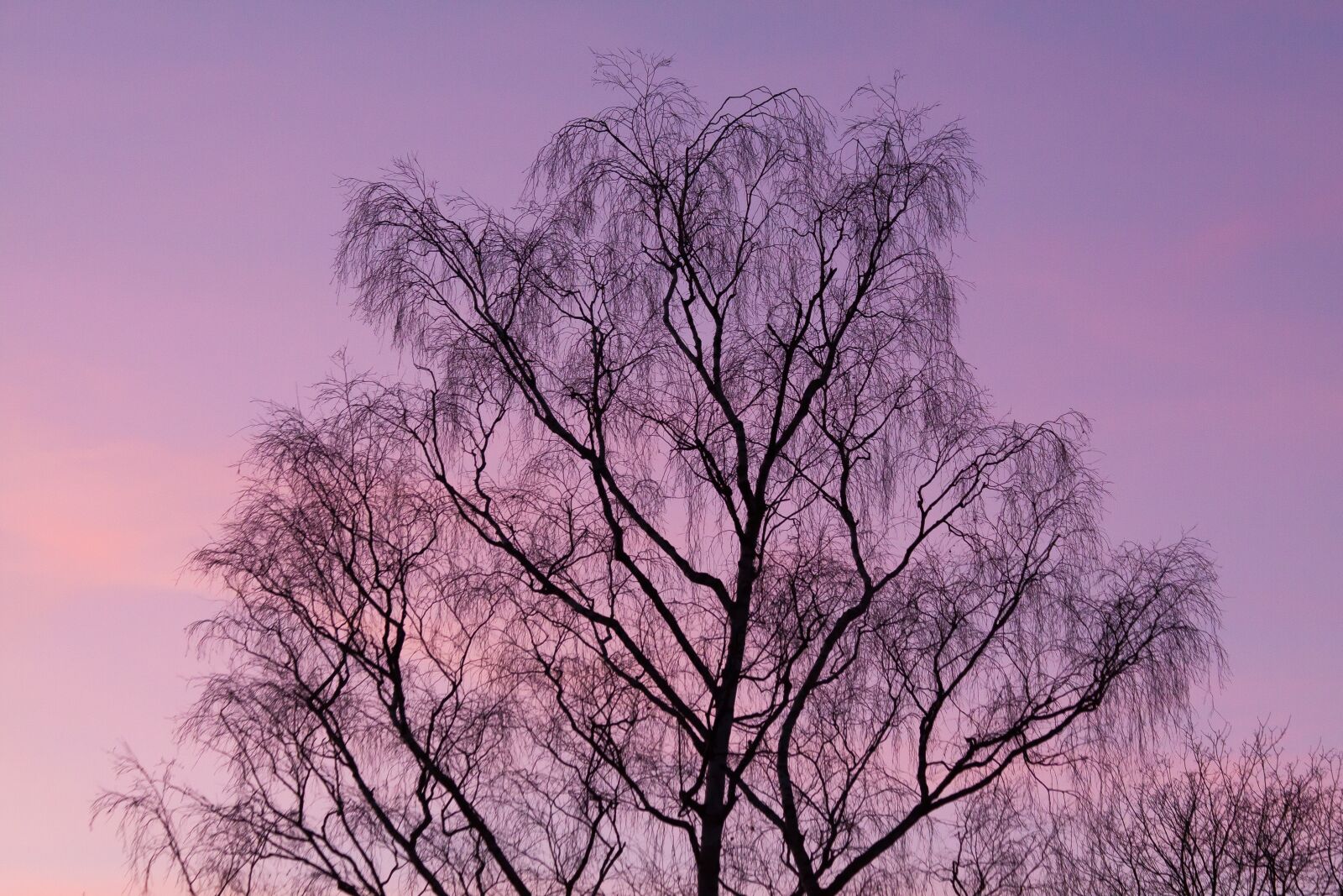 Canon EOS 50D sample photo. Tree, cloud, sky photography