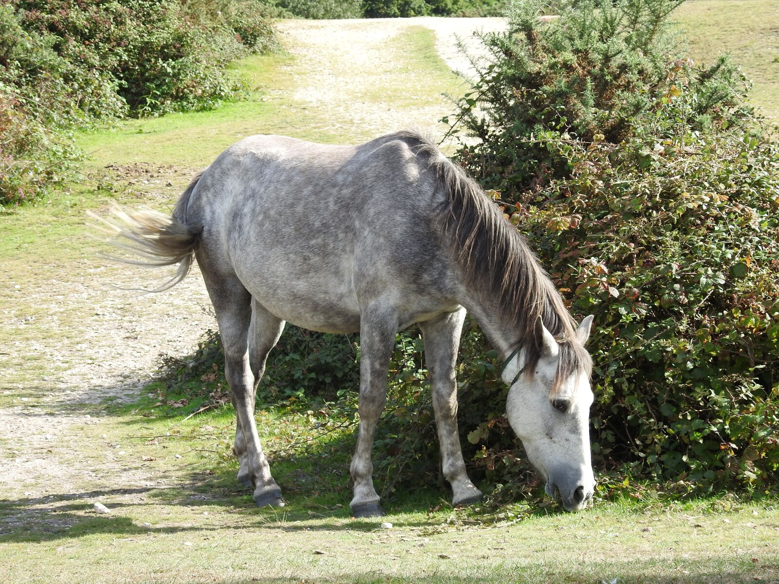 Nikon Coolpix P900 sample photo. Horse, pony, animal photography