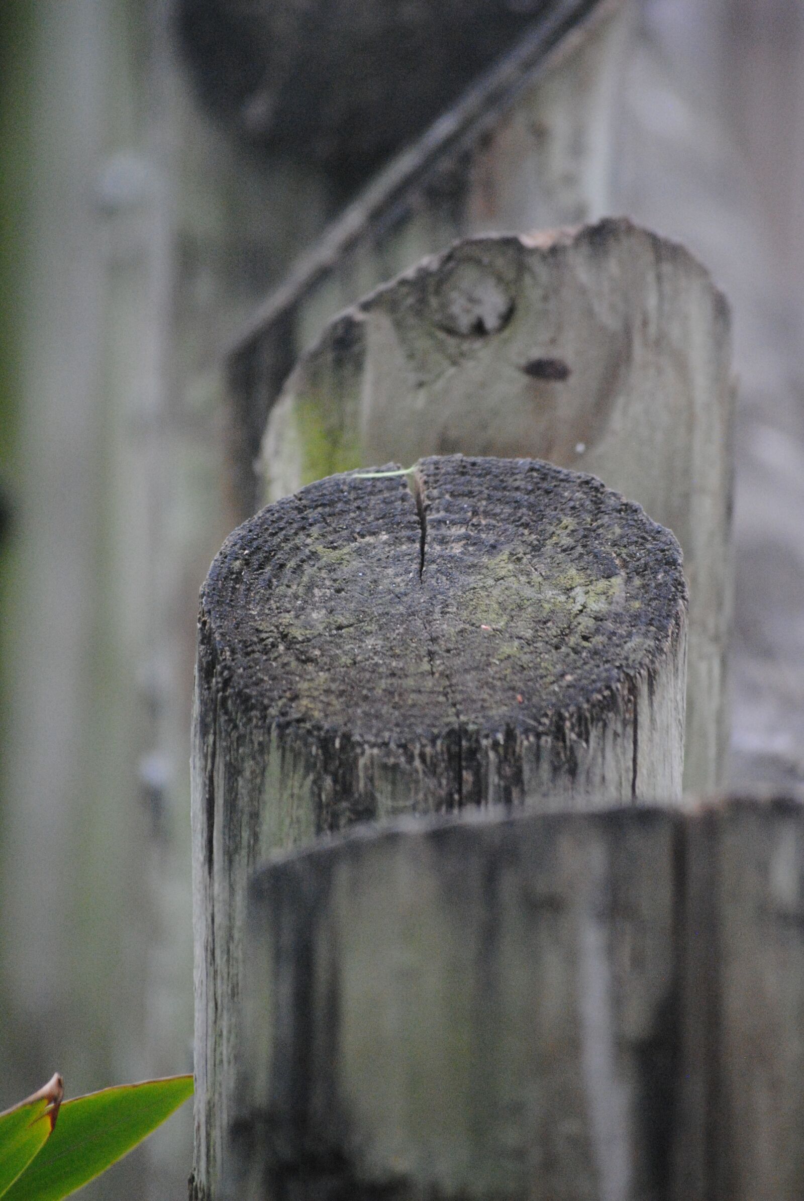 Nikon D3000 sample photo. Fence, logs, wood photography