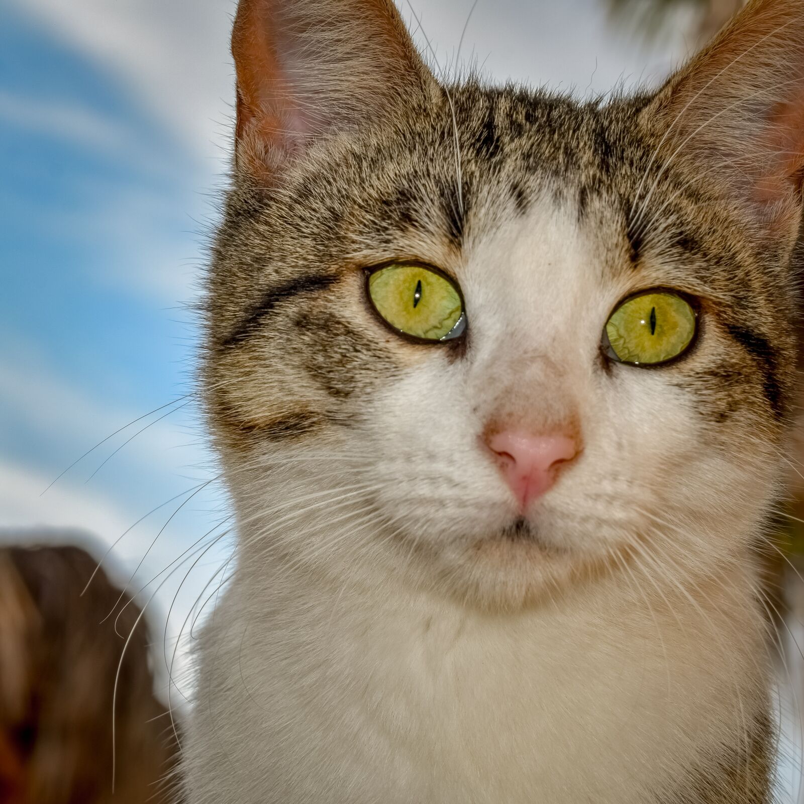 Nikon D3300 sample photo. Cat, stray, eyes photography