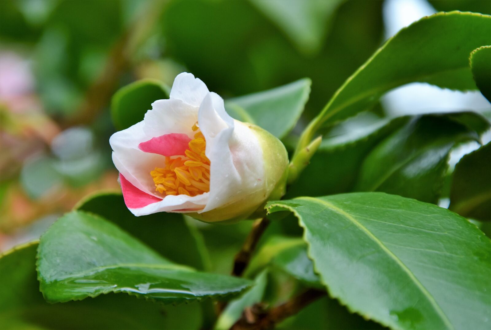 Nikon D7200 sample photo. Flower, blossom, bloom photography