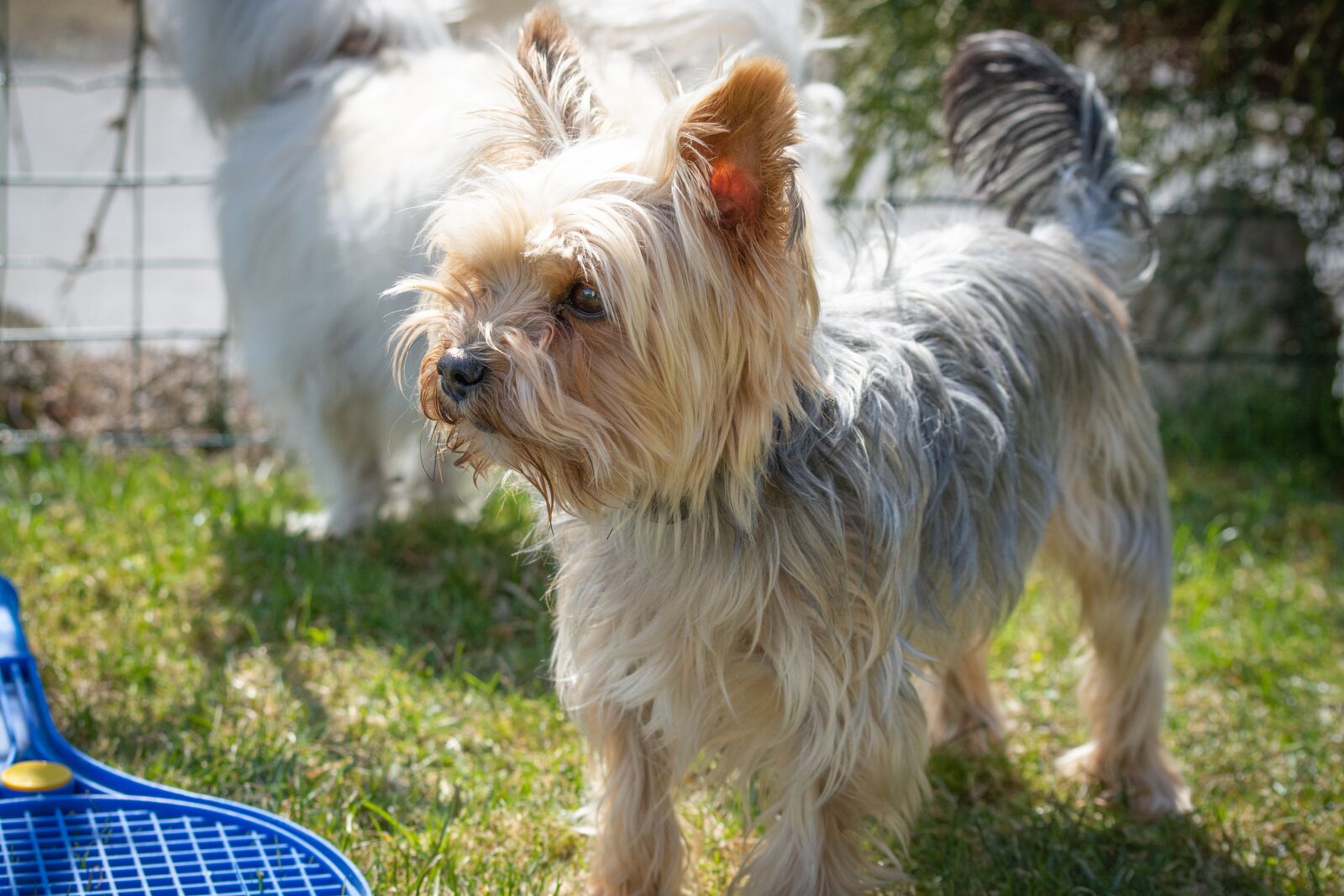 Nikon D7100 sample photo. Dog, yorkie, yorkshire terrier photography