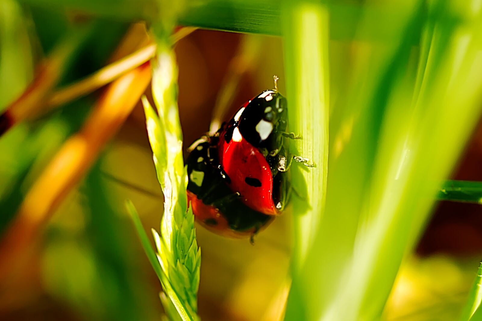 Canon EF-S 60mm F2.8 Macro USM sample photo. Ladybug, insect, beetle photography