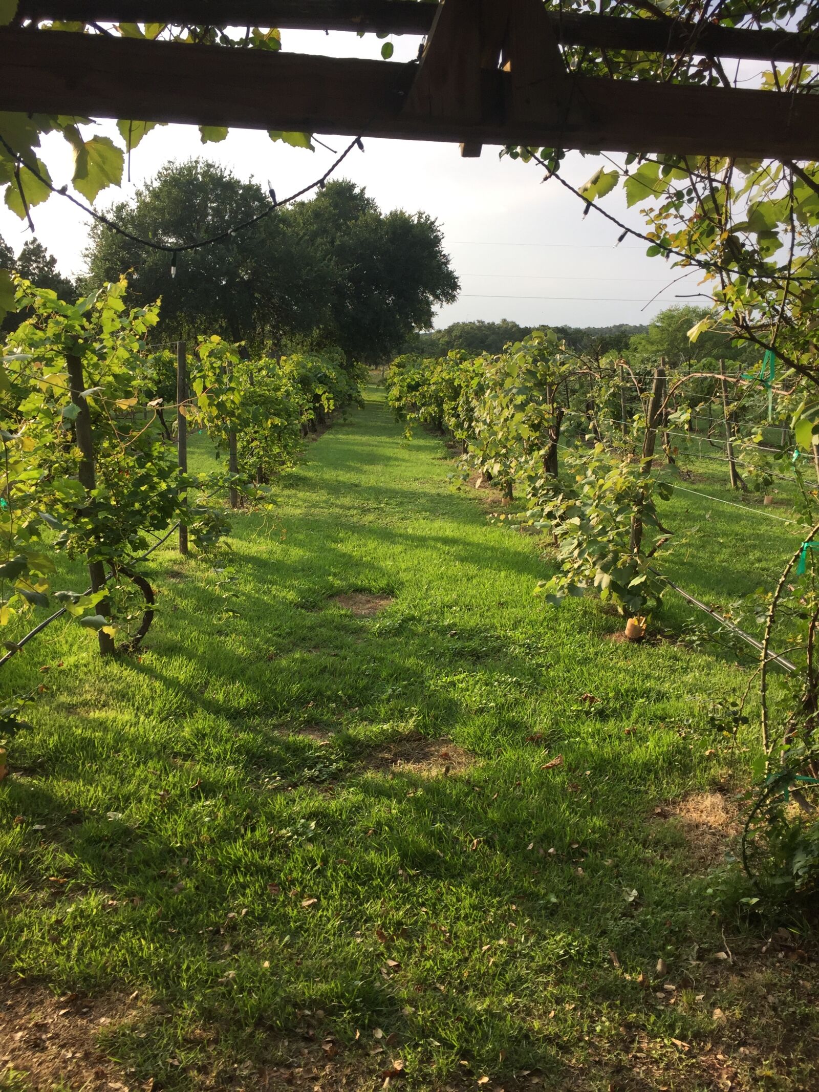 iPhone 6 back camera 4.15mm f/2.2 sample photo