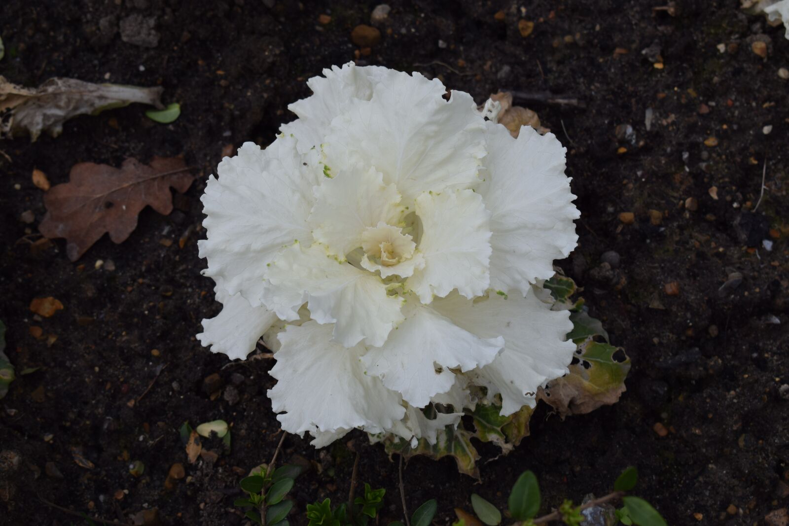 Nikon D3300 sample photo. Flower, spring, nature photography