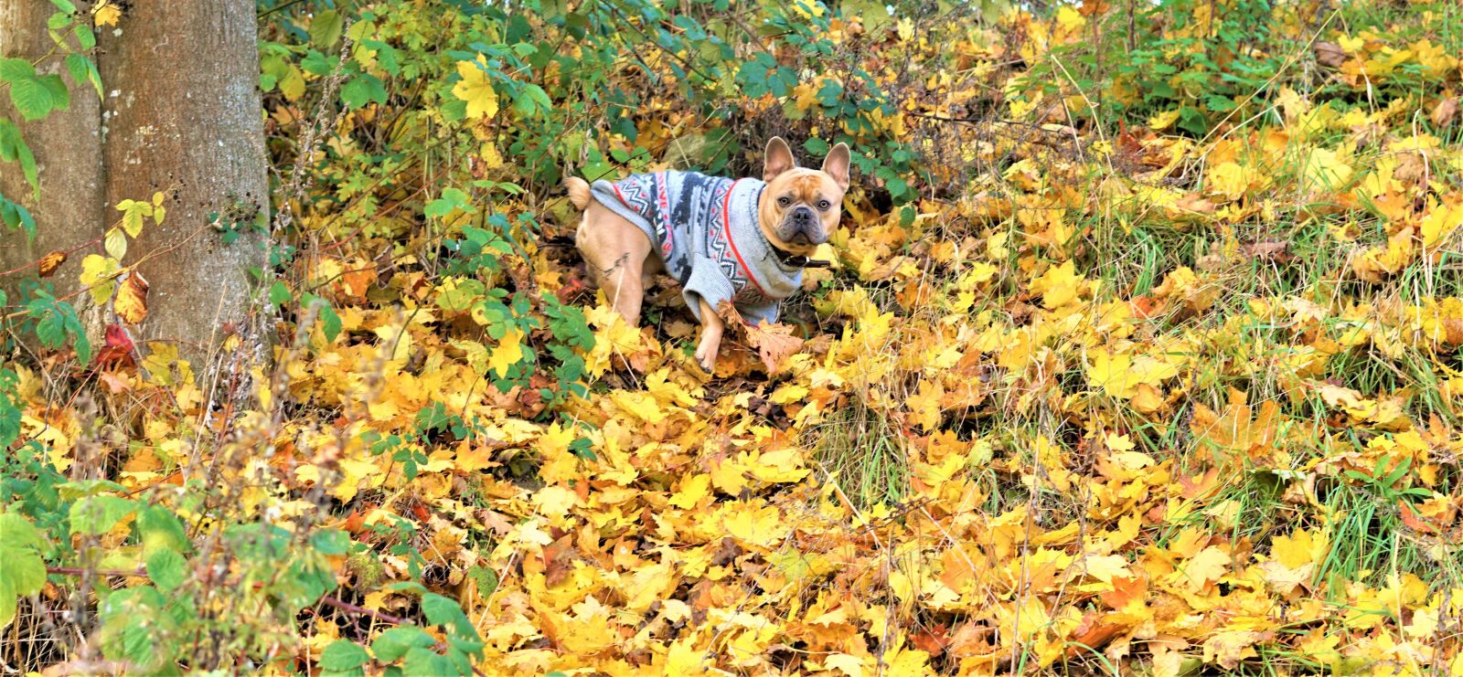 Sony FE 50mm F1.8 sample photo. Autumn, background, dog photography