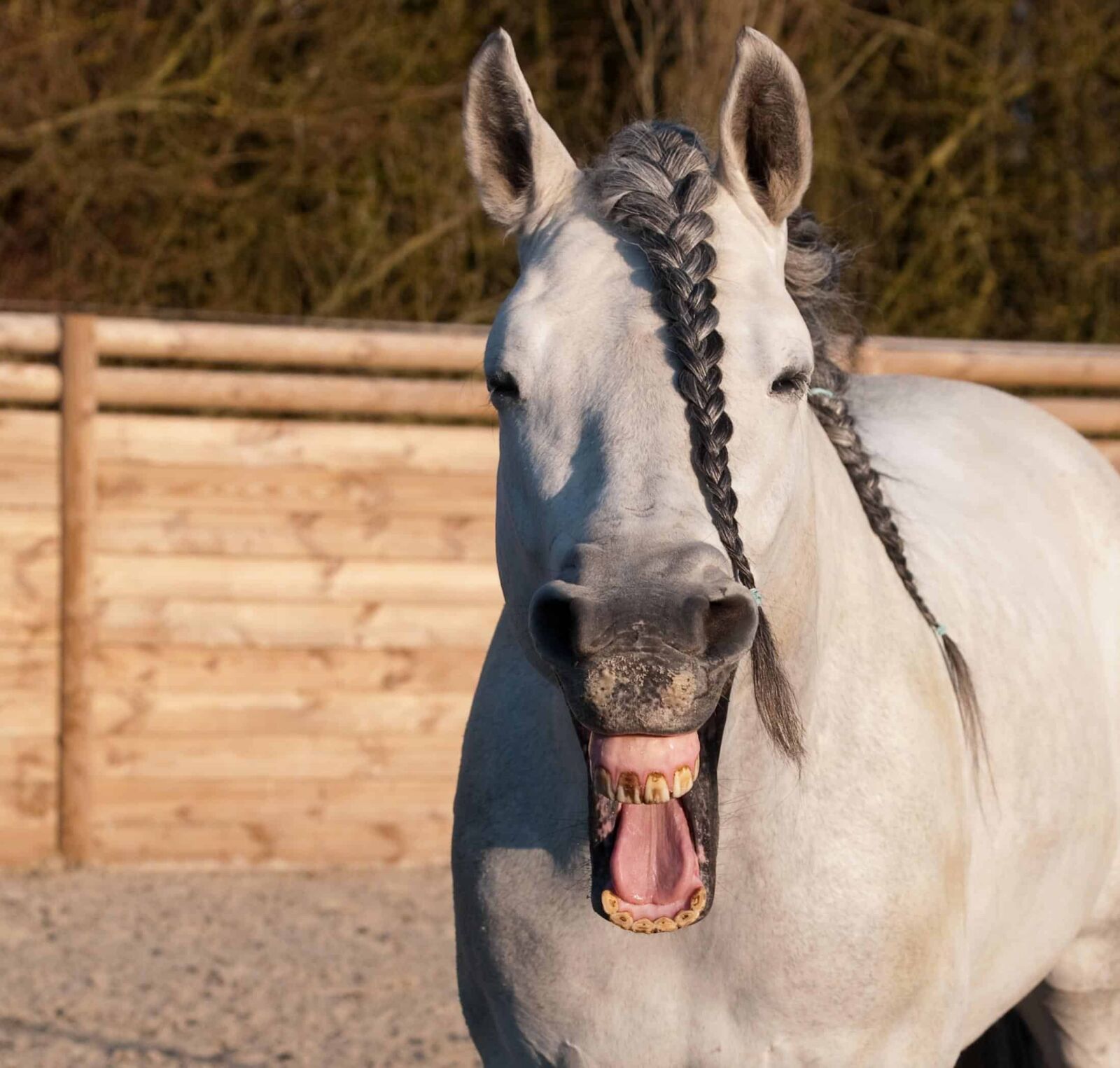 Nikon D300 sample photo. White horse, cavalry, nature photography