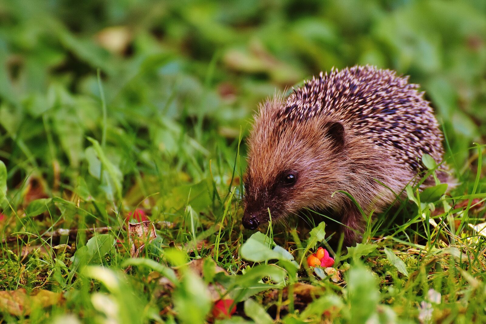 Nikon D7200 sample photo. Hedgehog child, young hedgehog photography