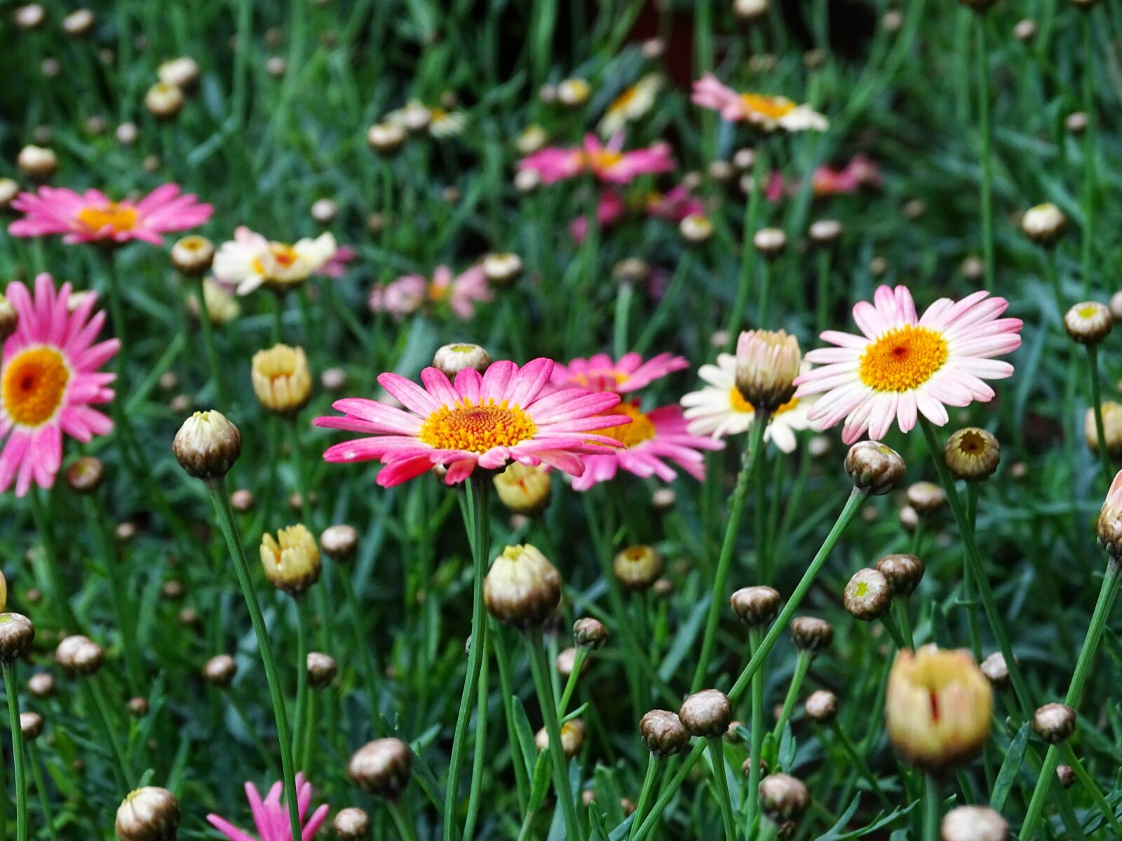 Sony DSC-HX400 sample photo. Plant, summer, flower photography