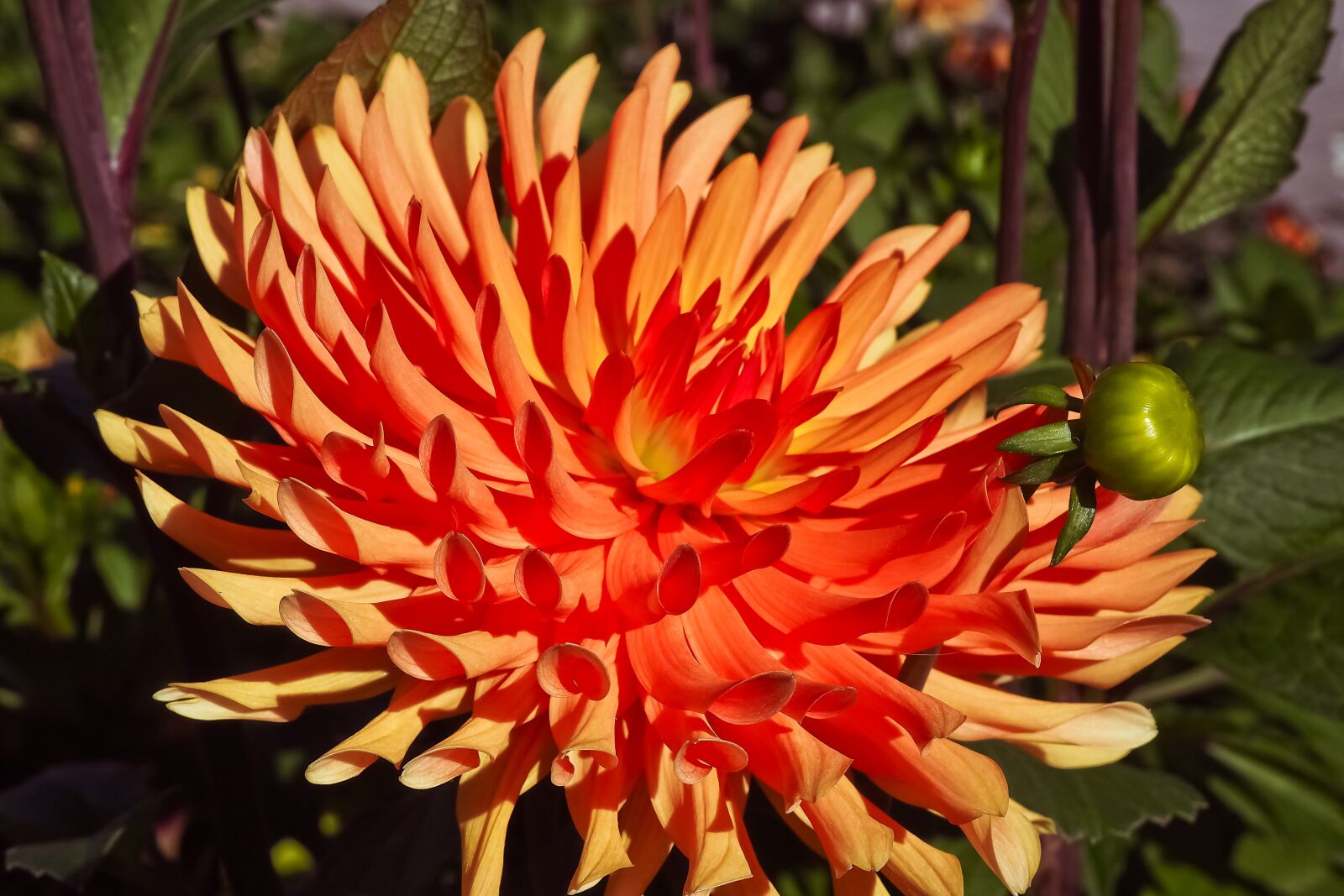 Olympus OM-D E-M10 sample photo. Flower, dahlia, blossom photography