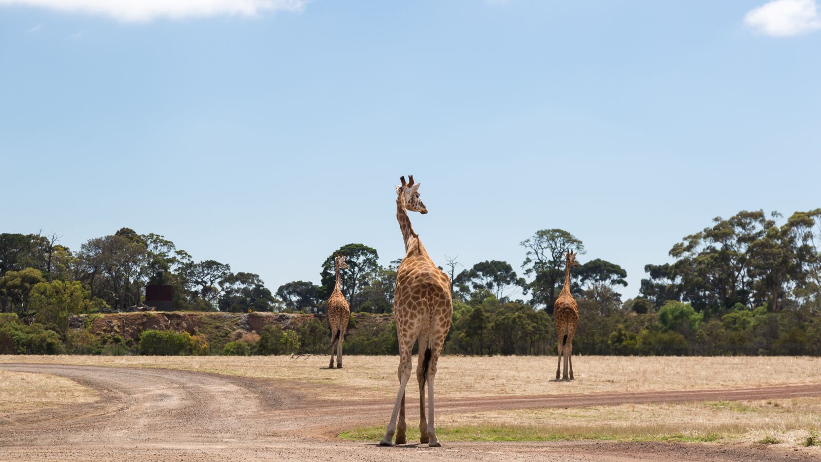 Canon EF 24-105mm F4L IS USM sample photo. Giraffes, werribee zoo, melbourne photography