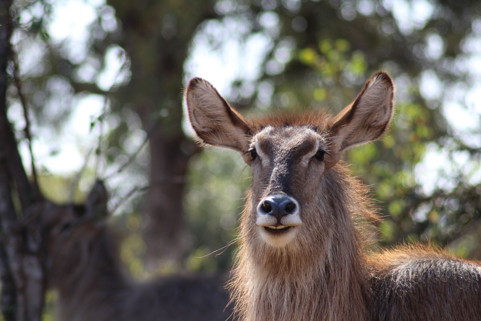 Canon EOS 1200D (EOS Rebel T5 / EOS Kiss X70 / EOS Hi) sample photo. Kudu, antelope, deer photography