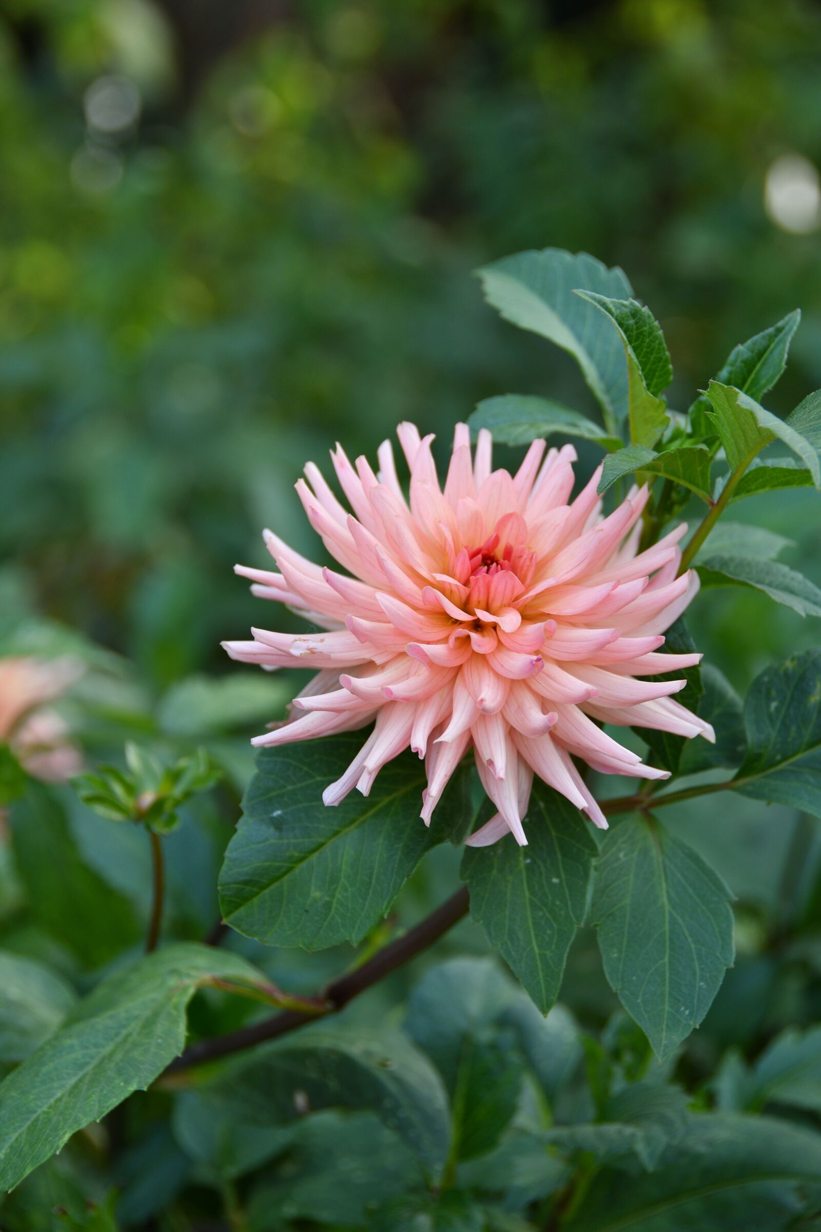Nikon D500 sample photo. Dalia, dahlia, astra photography