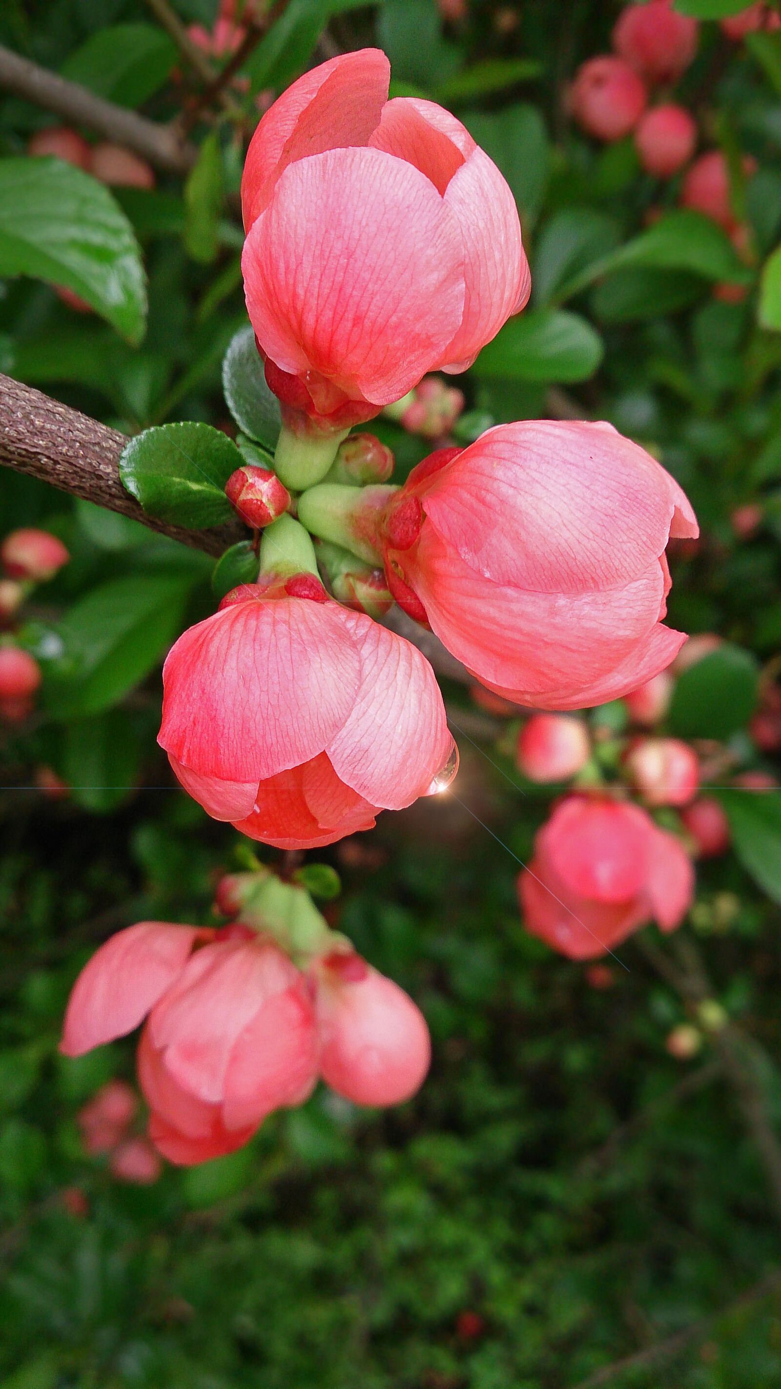 Sony Xperia Z sample photo. Flower, flowers, garden flowers photography