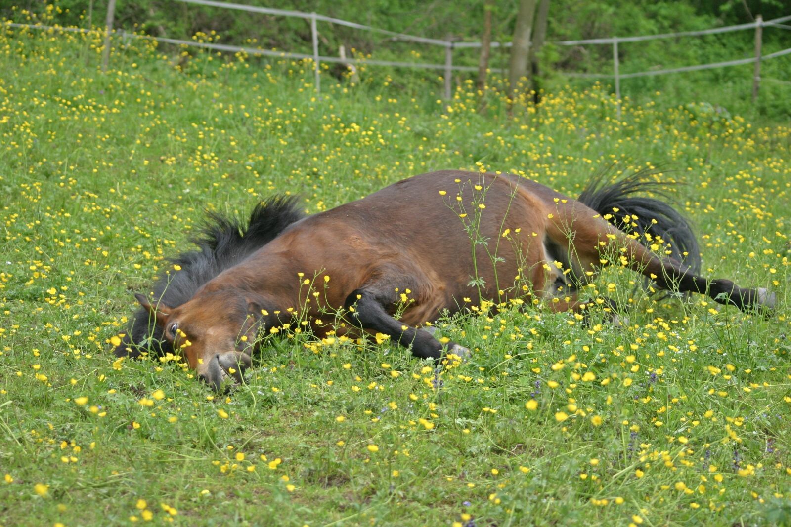 Canon EOS 10D sample photo. Horse, icelanders, pony photography