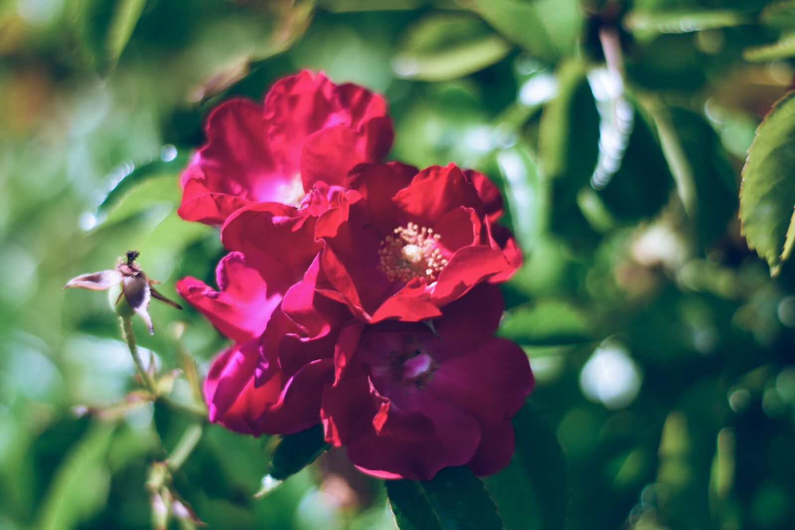 Nikon D5600 sample photo. Red flowers, bloom petals photography