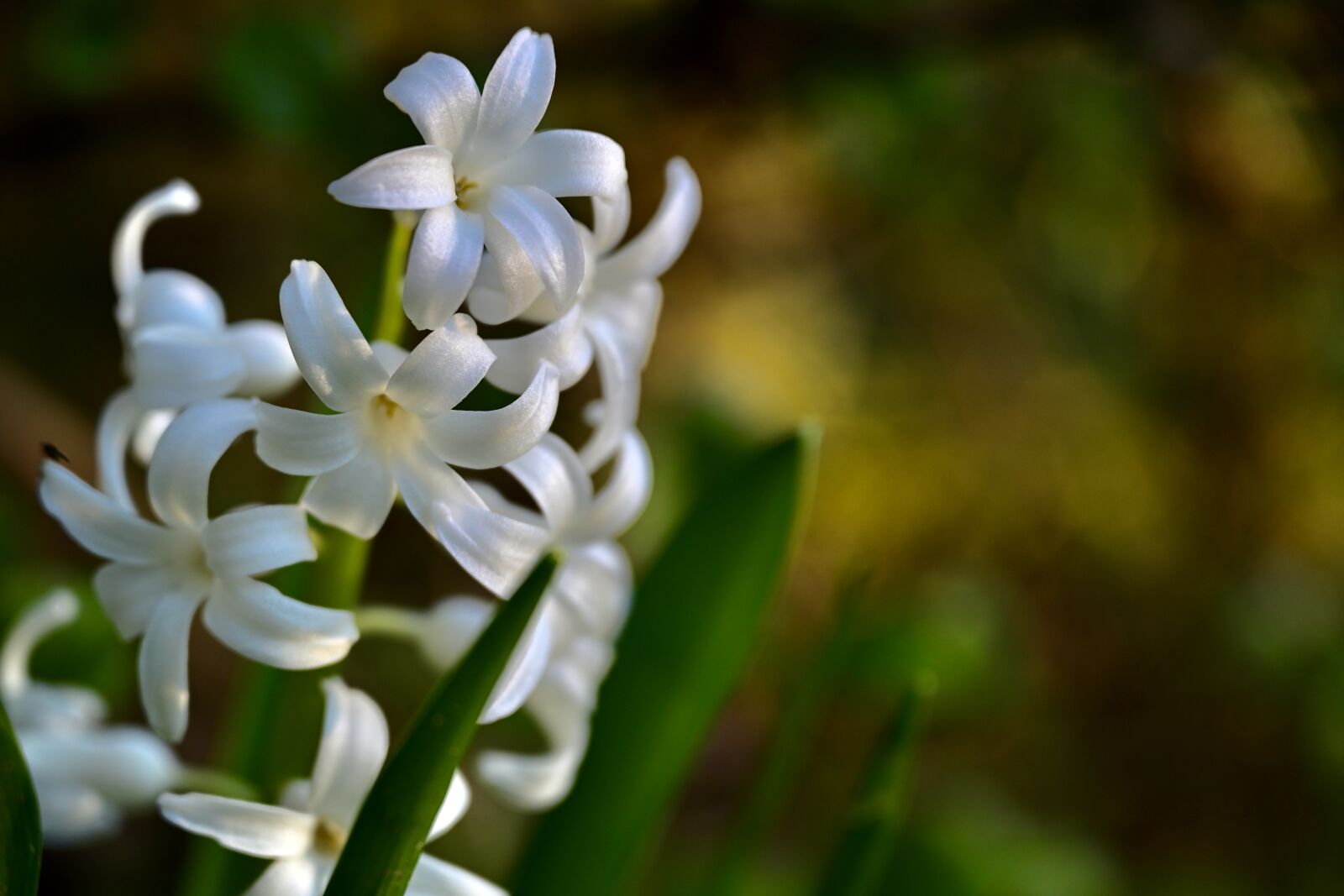 Nikon Nikkor Z 24-70mm F2.8 S sample photo. Hyacinth, white, spring photography