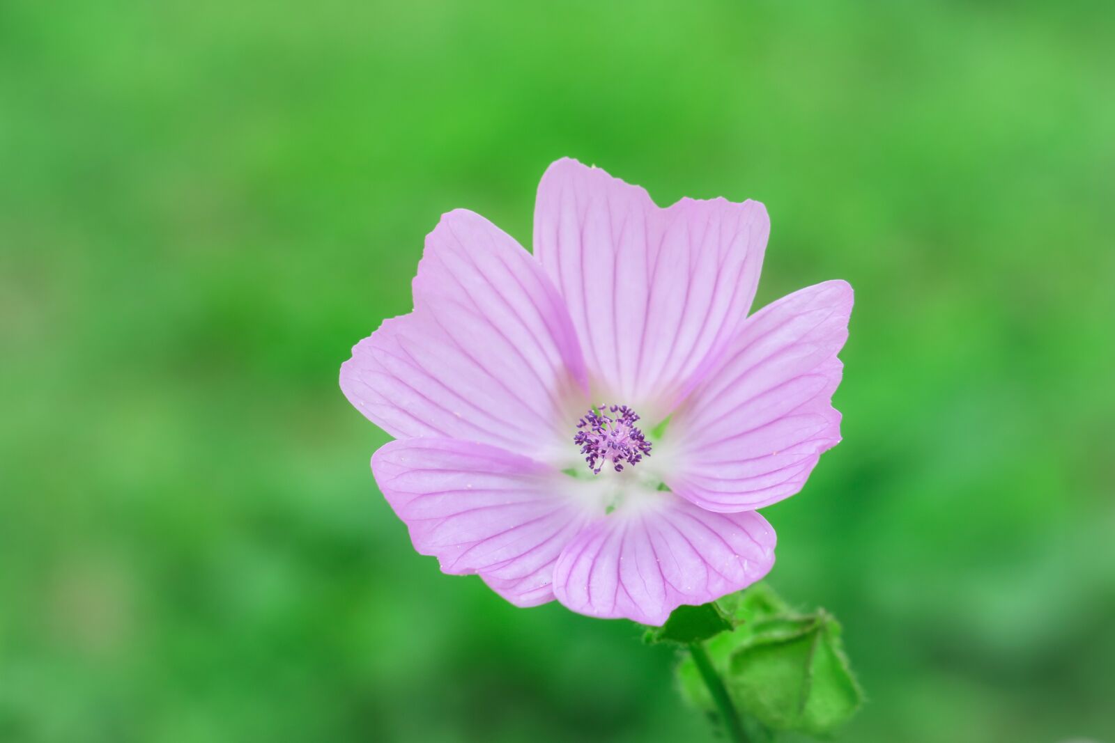 Canon PowerShot G3 X sample photo. Musk mallow, mallow, abelmoschus photography