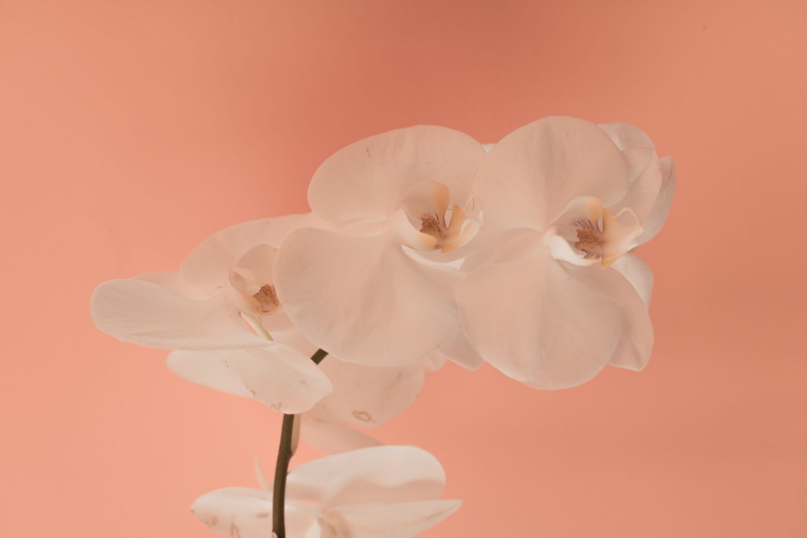 Canon EOS 750D (EOS Rebel T6i / EOS Kiss X8i) sample photo. Flower, pink, nature photography
