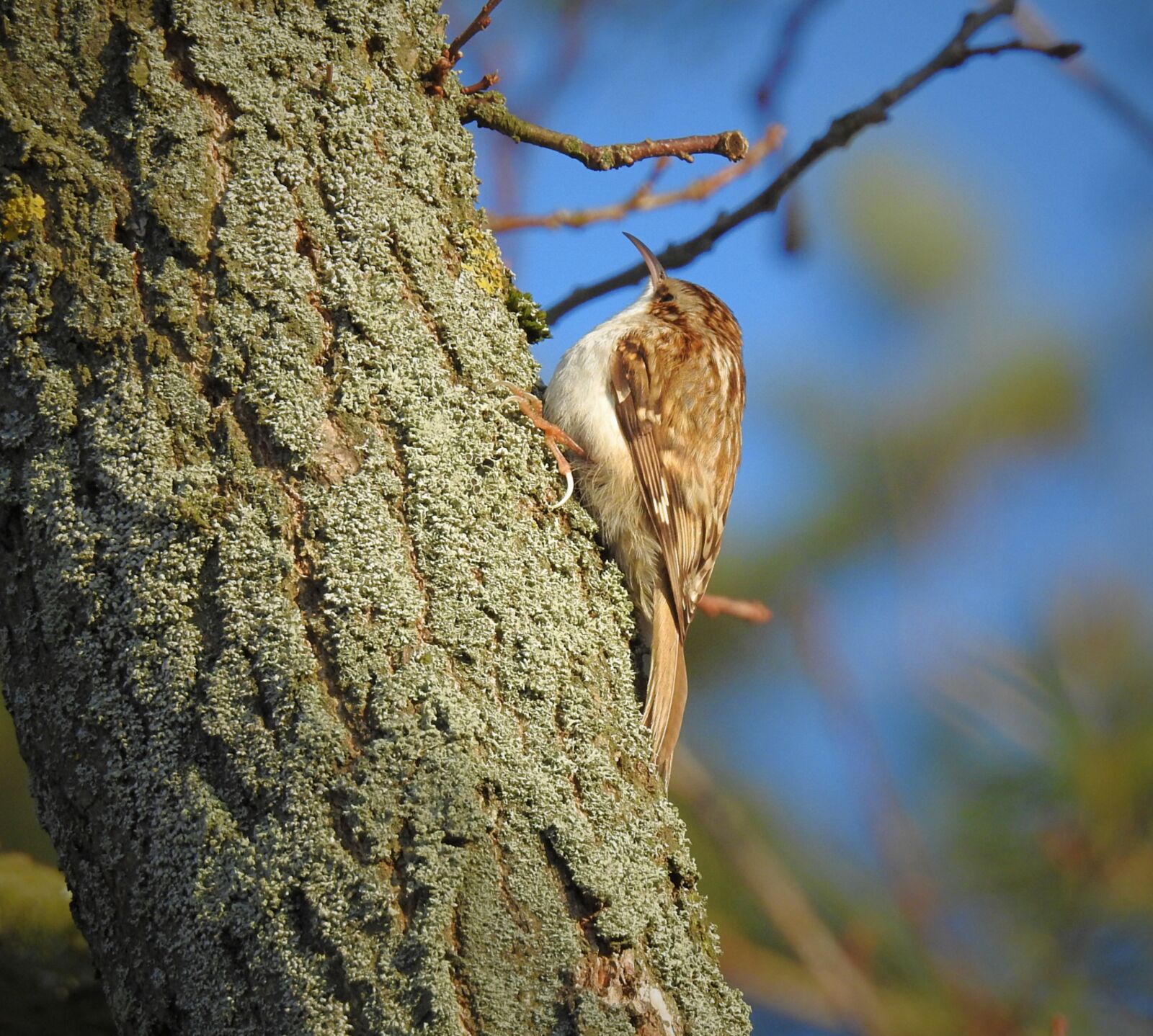 Nikon Coolpix P900 sample photo. Birds, on the tree photography