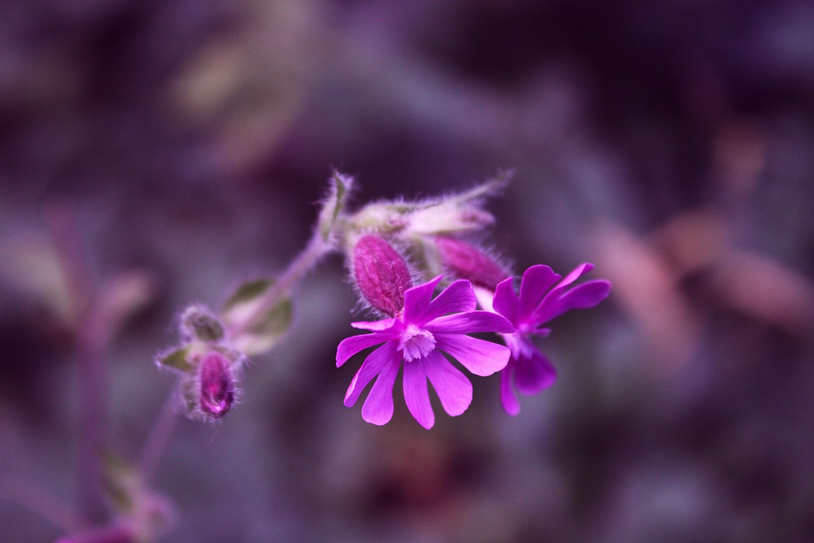 Canon EOS 70D + Canon EF-S 18-55mm F3.5-5.6 IS sample photo. Flowers, purple flowers, plant photography
