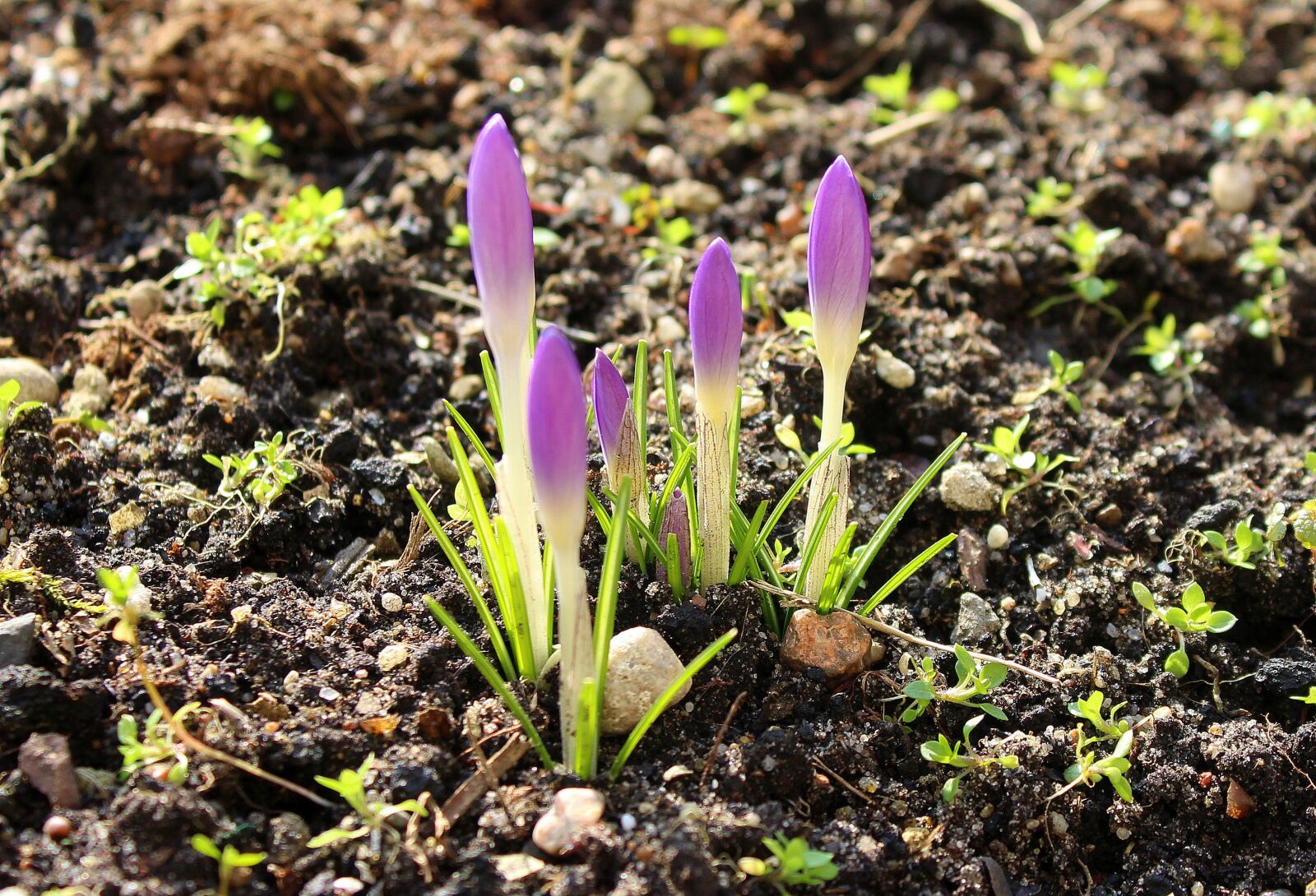 Canon EOS 1200D (EOS Rebel T5 / EOS Kiss X70 / EOS Hi) sample photo. Crocus, spring flowers, early photography
