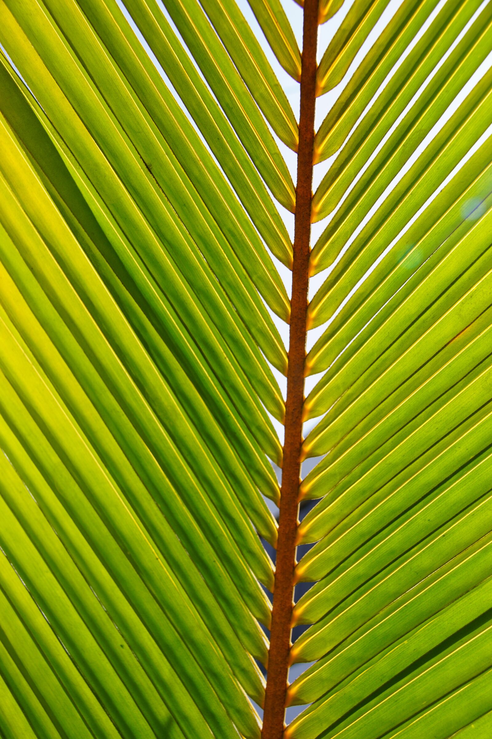 Sony ILCA-77M2 sample photo. Palm, green, tropical photography