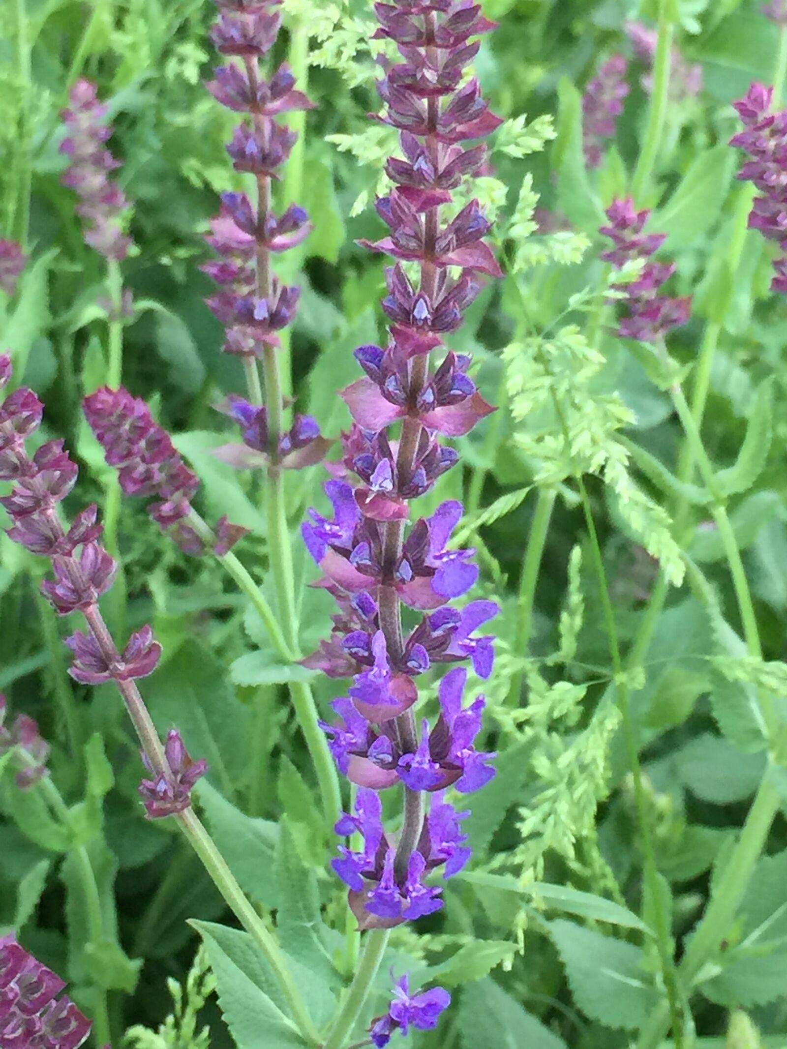 iPhone 6 Plus back camera 4.15mm f/2.2 sample photo. Lavender, flower, spring photography