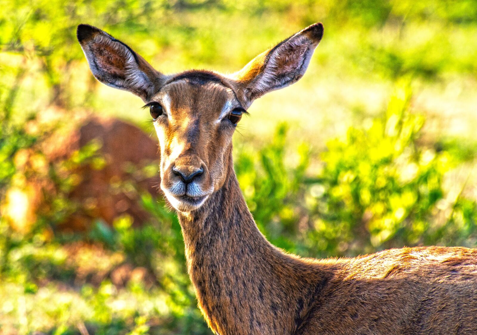 Nikon D7200 sample photo. Impala, horns, animal photography