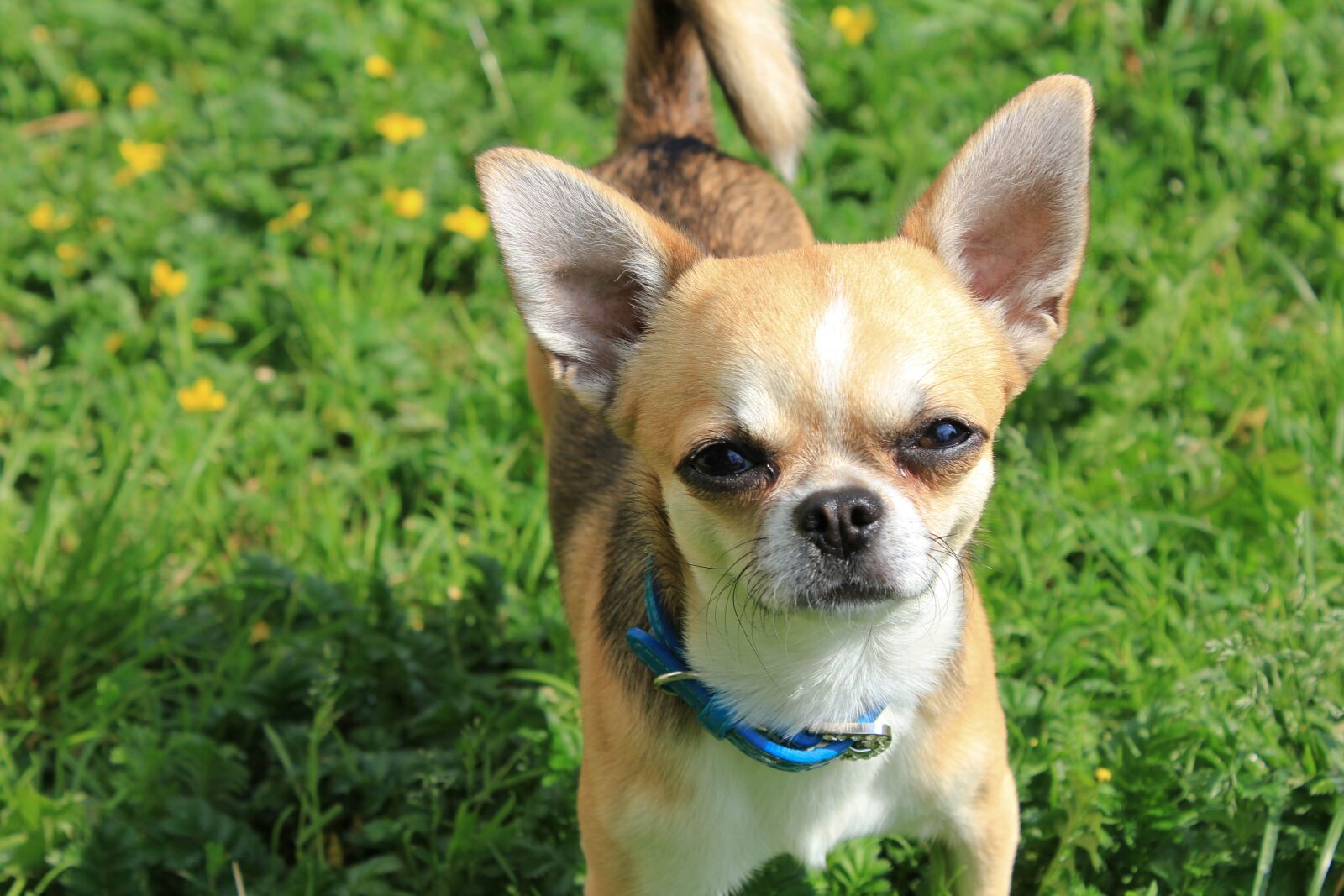 Canon EF-S 18-55mm F3.5-5.6 IS sample photo. Dog, animals, animal photography