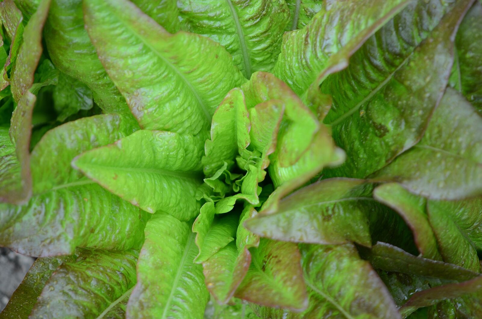 Nikon D7000 sample photo. Food, delicious, salad photography