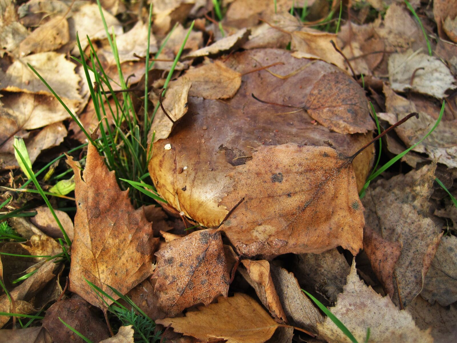 Canon PowerShot SD1200 IS (Digital IXUS 95 IS / IXY Digital 110 IS) sample photo. Bare shuffletruffle, paxillus involutus photography