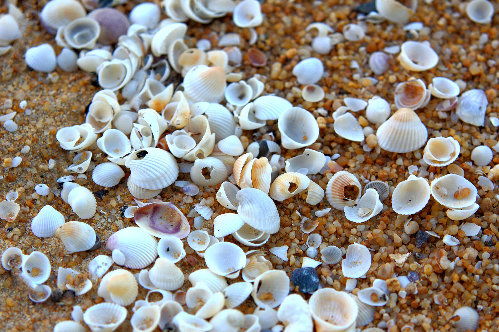 Canon EOS 50D sample photo. Close, up, colors, dry photography