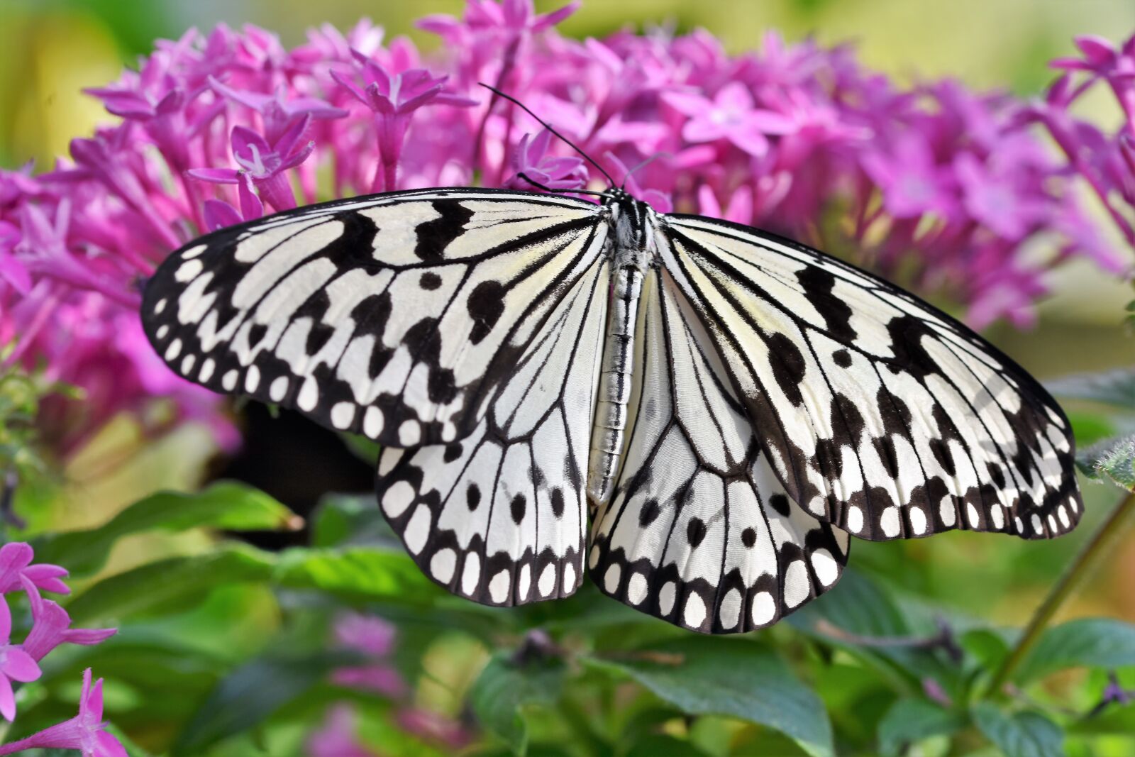 Nikon D7200 sample photo. Butterfly, tropical butterfly, exotic photography