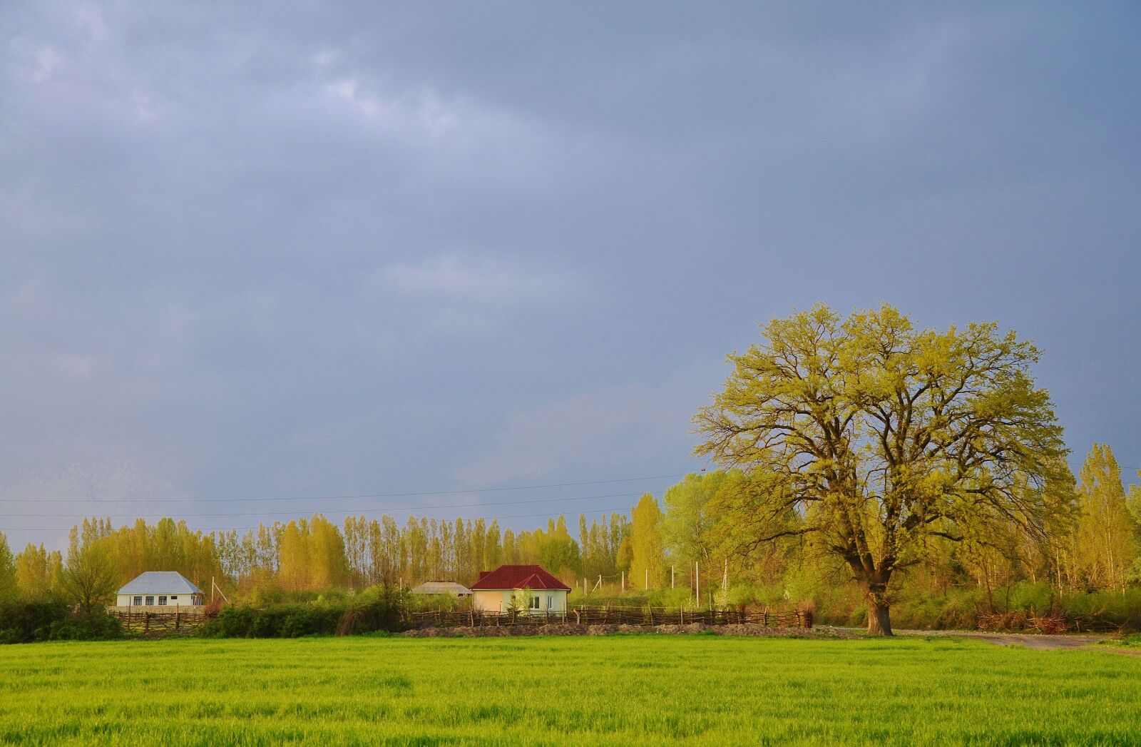 Nikon D7000 sample photo. Tree, landscape, nature photography