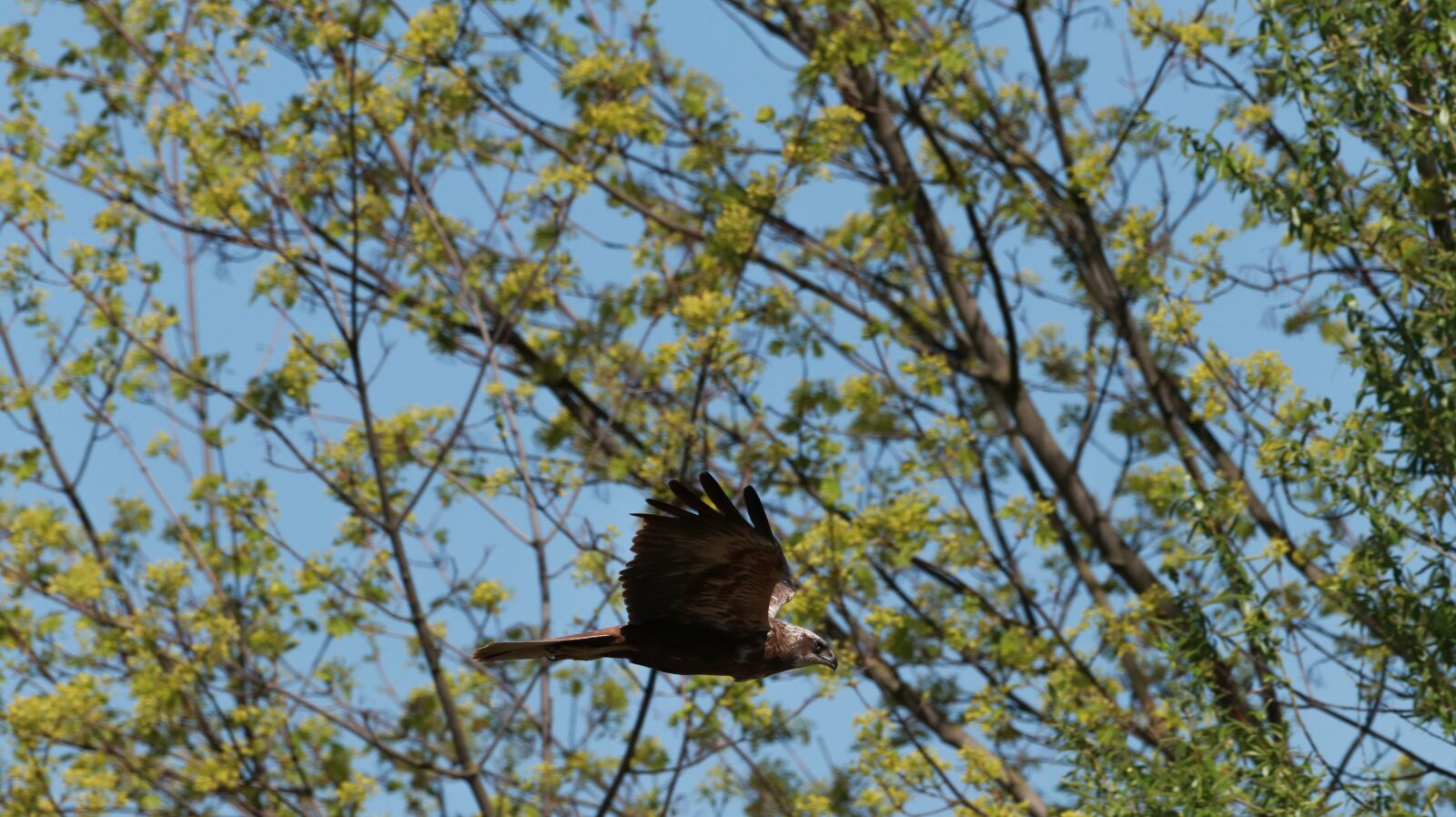 150-600mm F5-6.3 DG OS HSM | Contemporary 015 sample photo. Lake, spring, nature photography