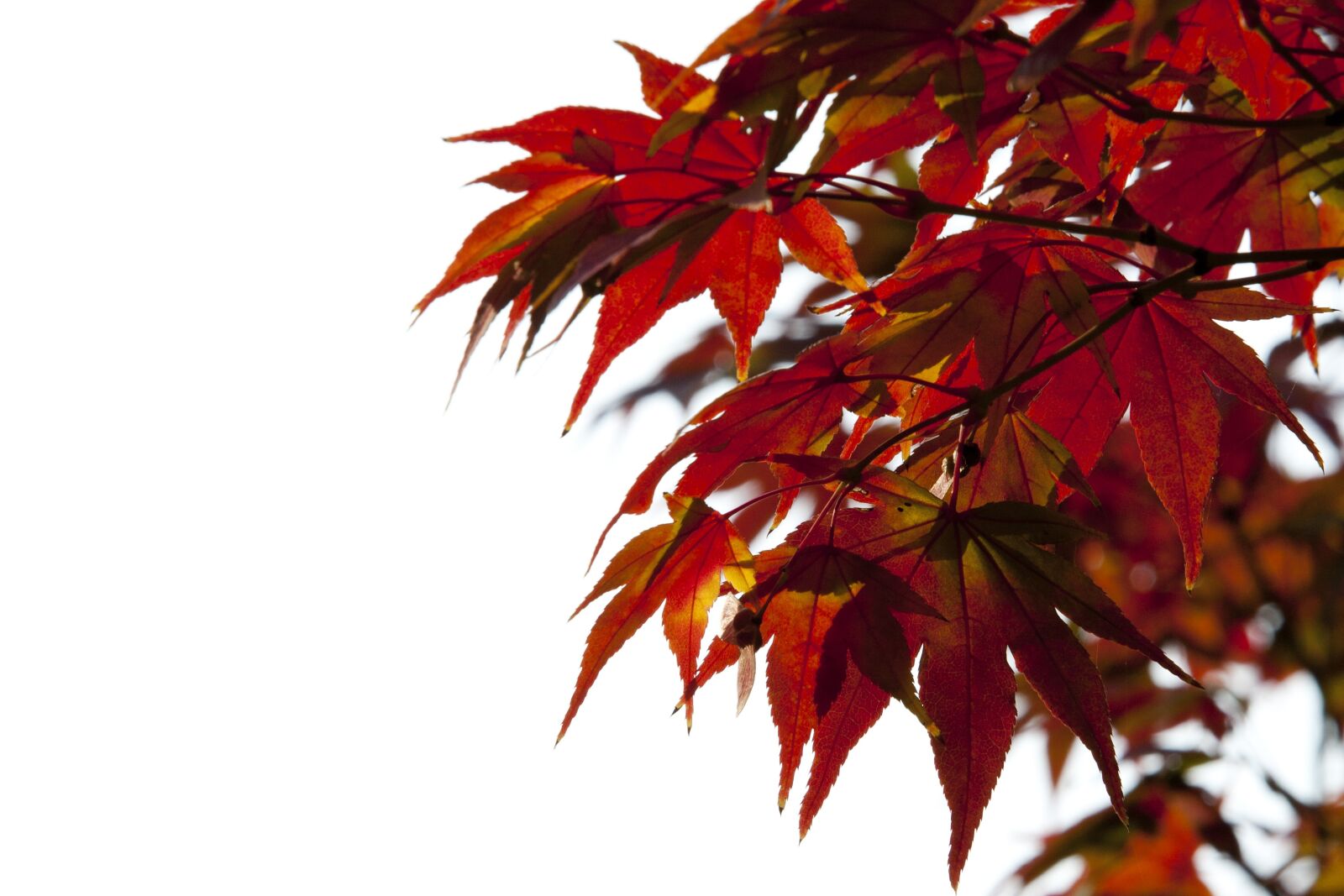 Canon EOS 5D sample photo. Autumn leaves, autumn, red photography