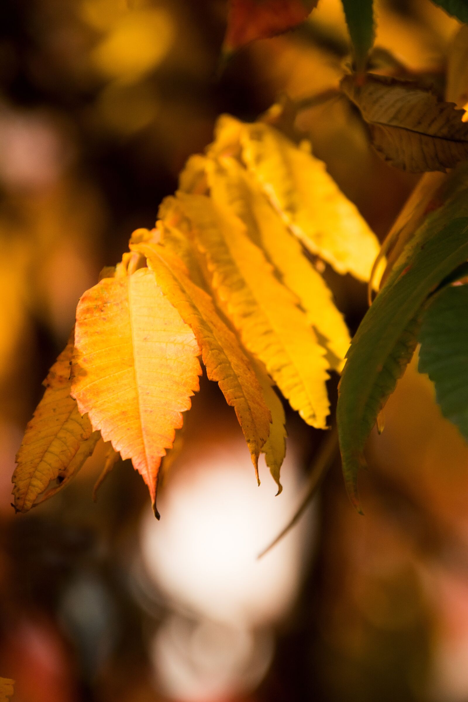 Nikon D3300 sample photo. Leaf, autumn, nature photography