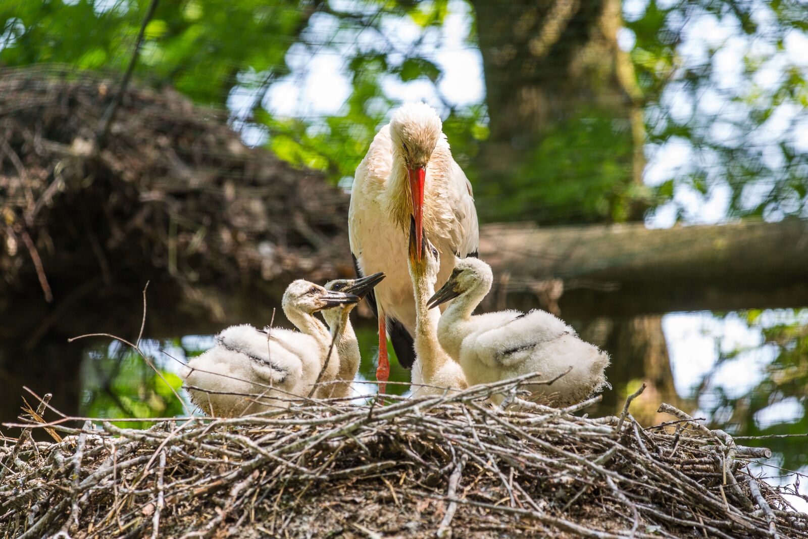 Canon EOS 5D Mark III sample photo. Stork, nest, storchennest photography