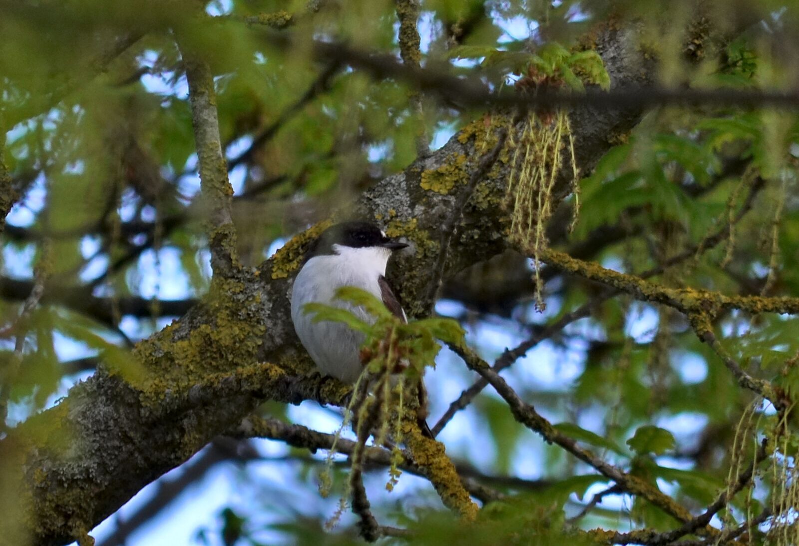 Nikon D90 sample photo. Pied flycatcher, ficedula hypoleuca photography