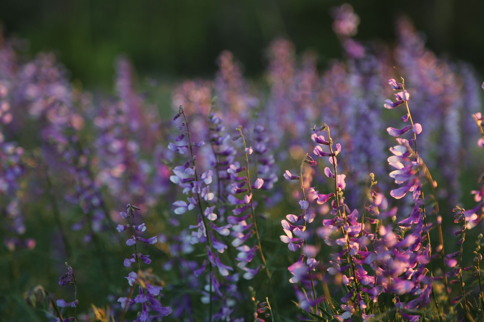 Canon EF 24-105mm F4L IS USM sample photo. Clover, nature, flower photography