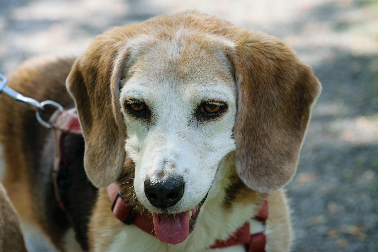 Nikon D5300 sample photo. Dog, animal, cute photography