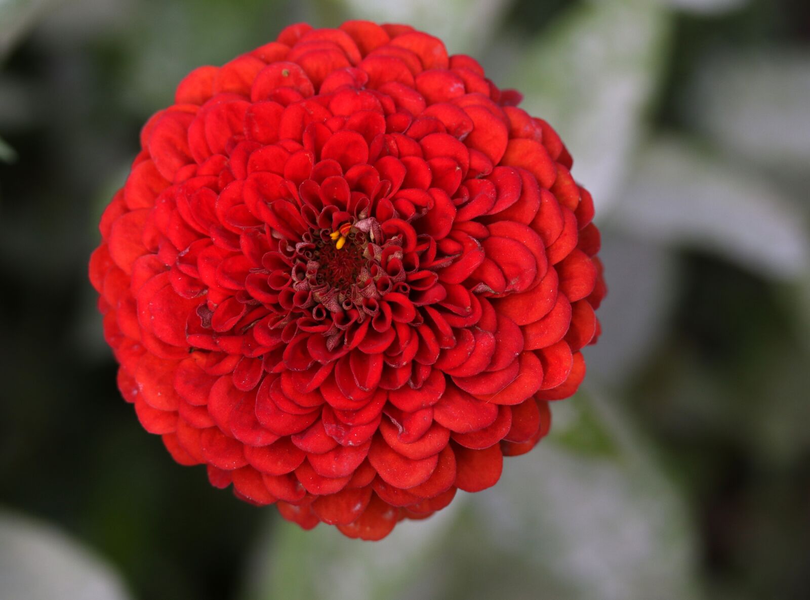 Canon EF-S 60mm F2.8 Macro USM sample photo. Carciumareasa, red, flower photography
