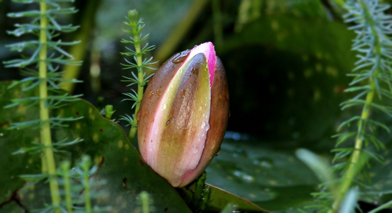 Canon EOS 550D (EOS Rebel T2i / EOS Kiss X4) sample photo. Water lily, nuphar lutea photography