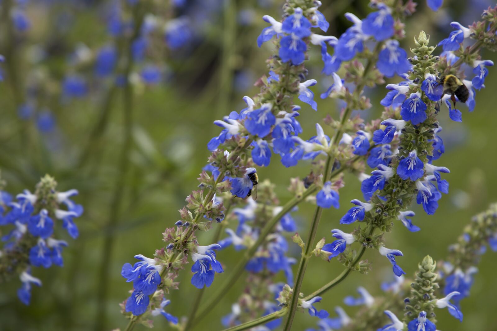 Canon EOS 6D sample photo. Heney bee, insect polinating photography