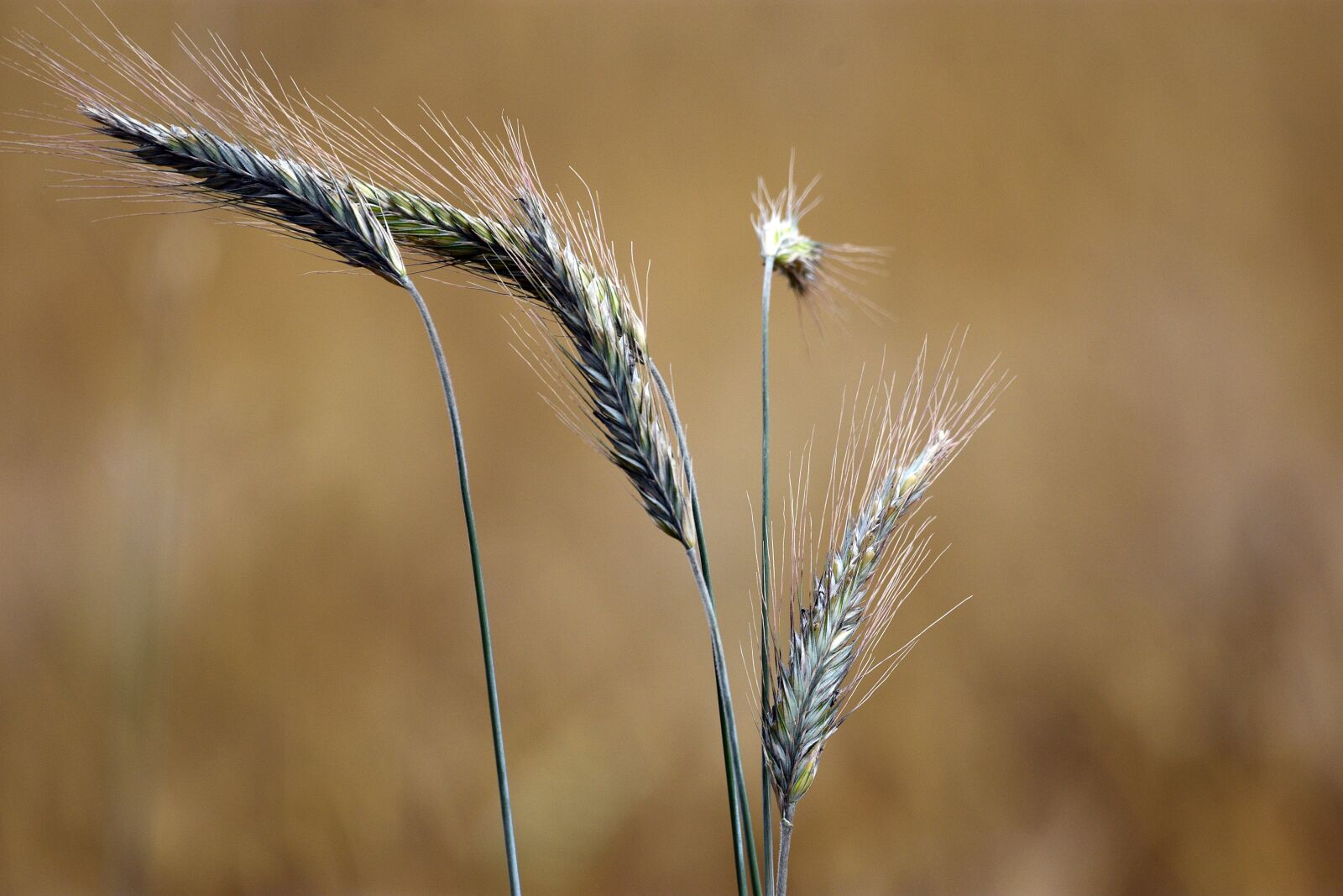 Nikon D3400 sample photo. Kłos, ears, agriculture photography
